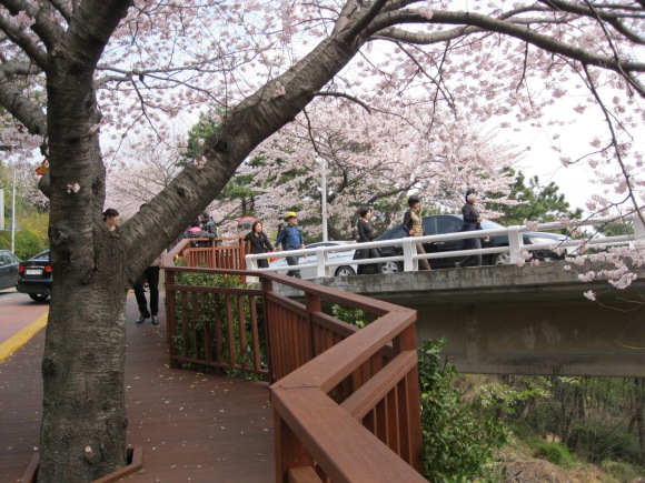 The cherry blossom trail begins!