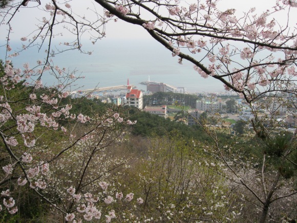 Peek through the blossoms to see a city