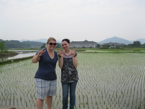 Amongst rice fields!