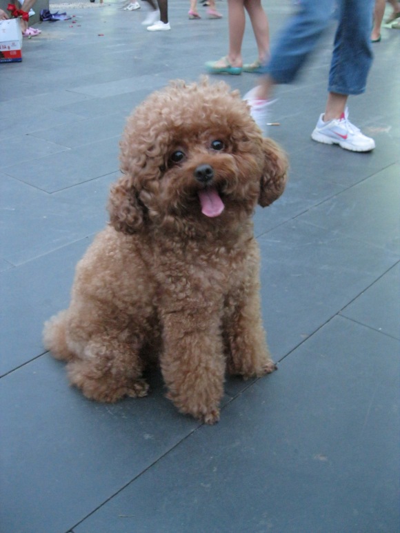 the most adorable dog in the world. this dog is real! 