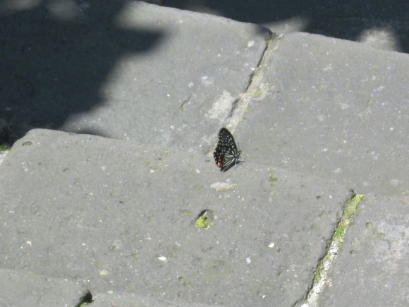 a butterfly!